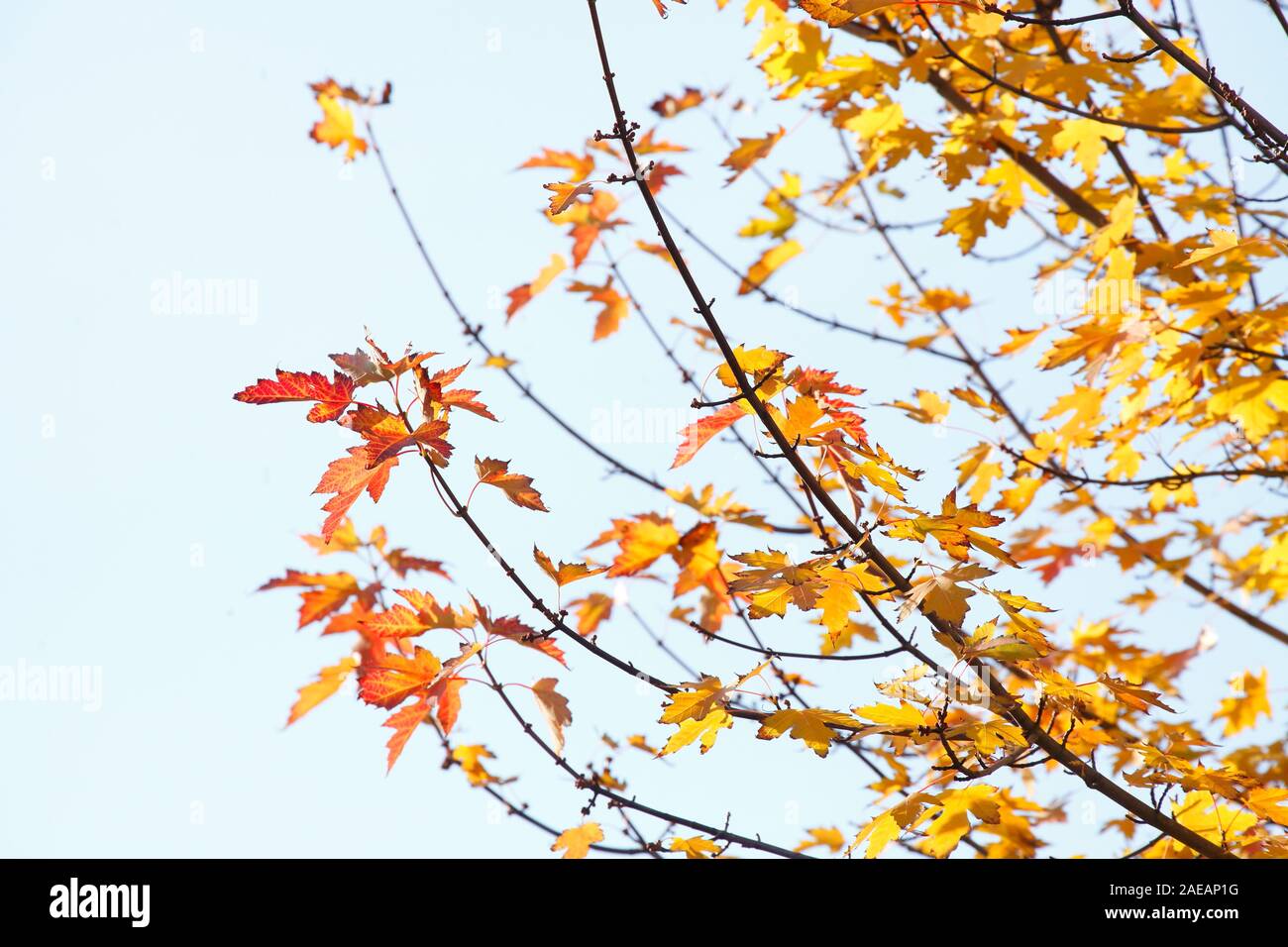 Maple (Acer), colorful autumn leaves at a tree, Germany Stock Photo - Alamy