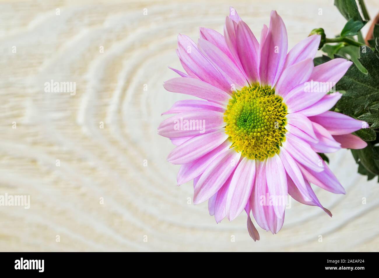 Chrysanthemum hybrid hi-res stock photography and images - Alamy