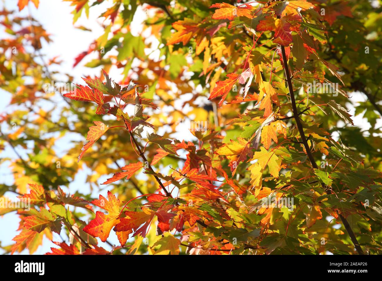 Ast maple leaf hi-res stock photography and images - Alamy