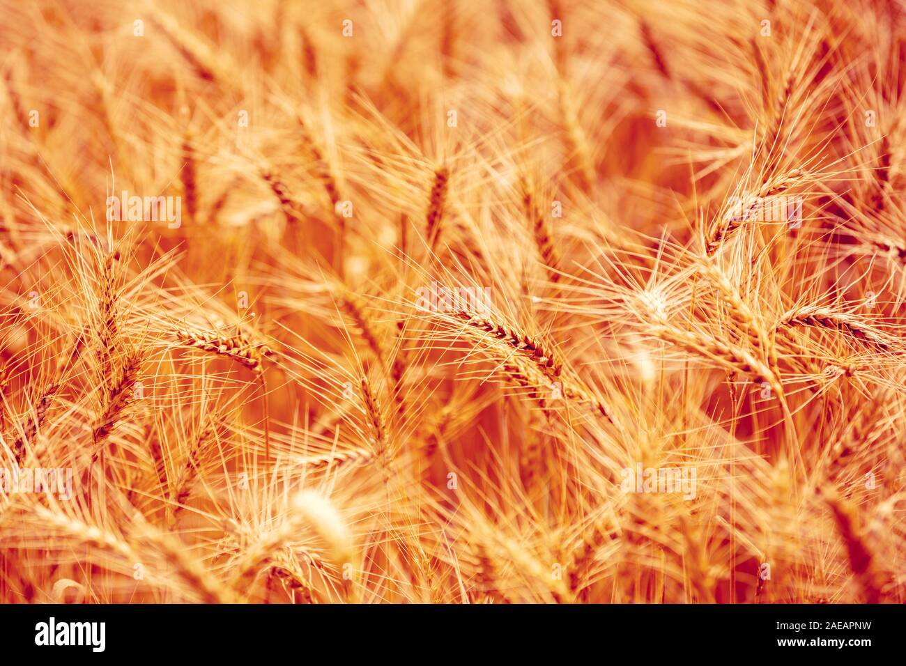 Wheat field golden sunset hi-res stock photography and images - Alamy