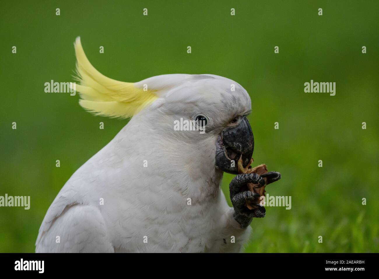 Sulphur-crested Cockatoo [Cacatua galerita] eating and playing with pine cone Stock Photo