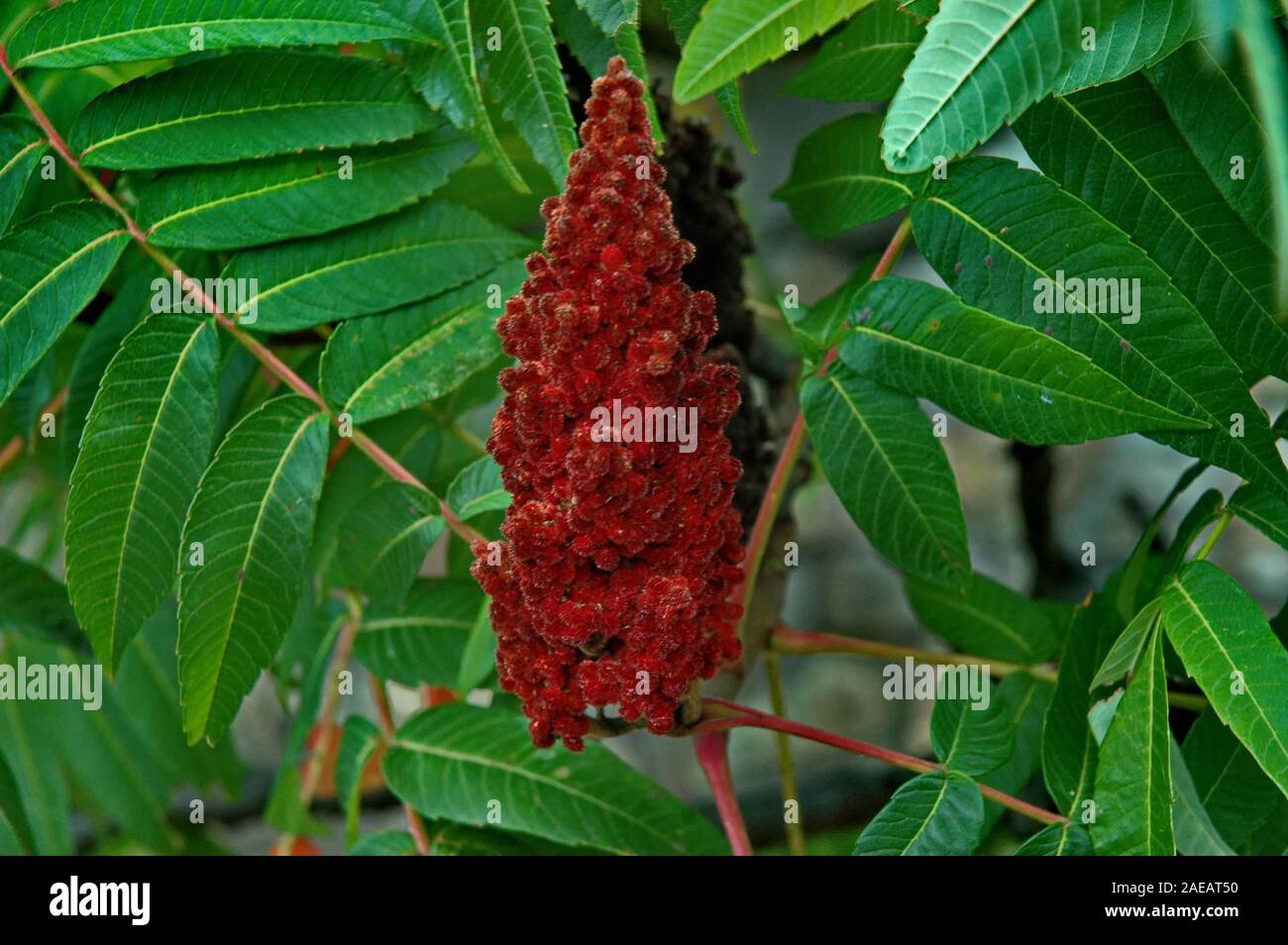 Rhus typhina, red blossom of sumac tree, close-up, Veliko Tarnovo, Bulgaria Stock Photo