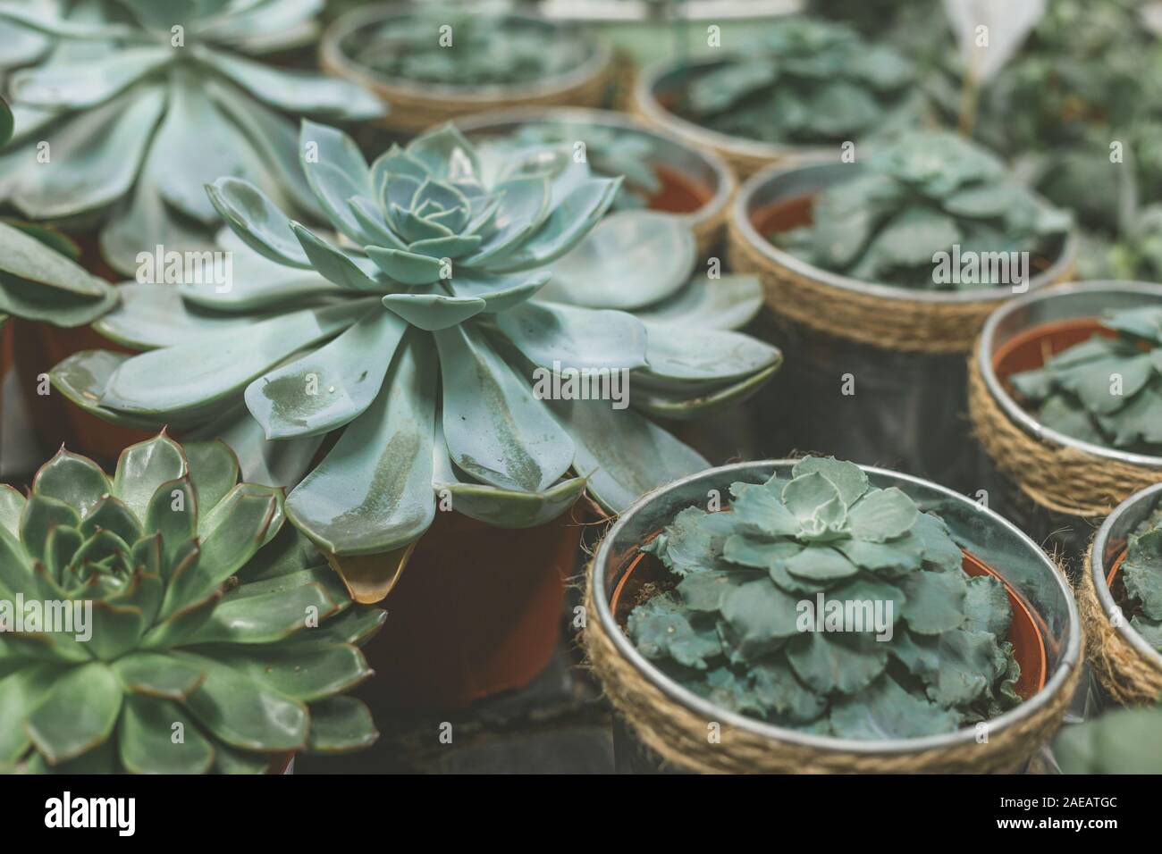 Plenty of succulent pots on wooden table. Home garden Stock Photo