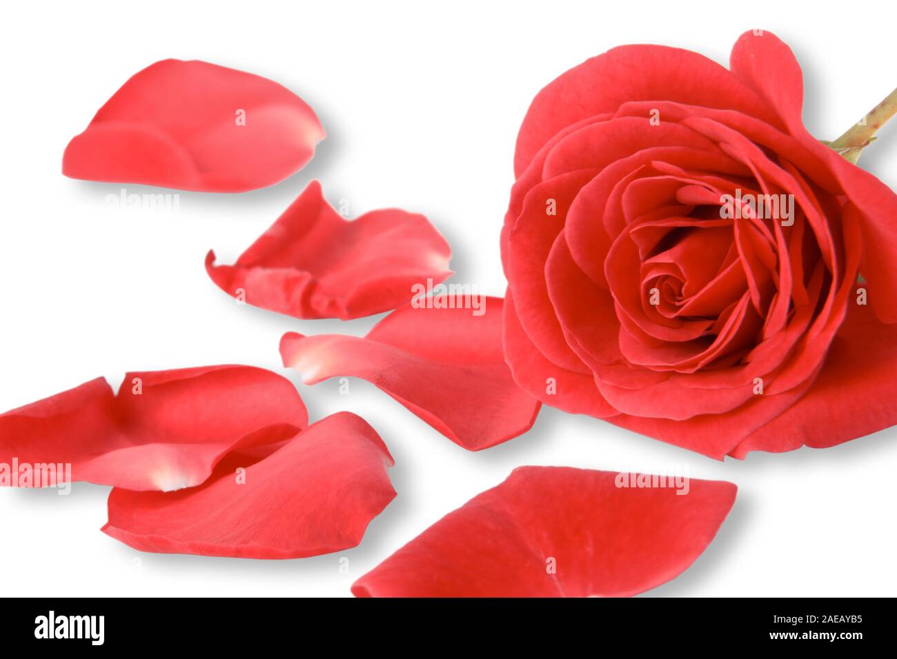 single red rose petal