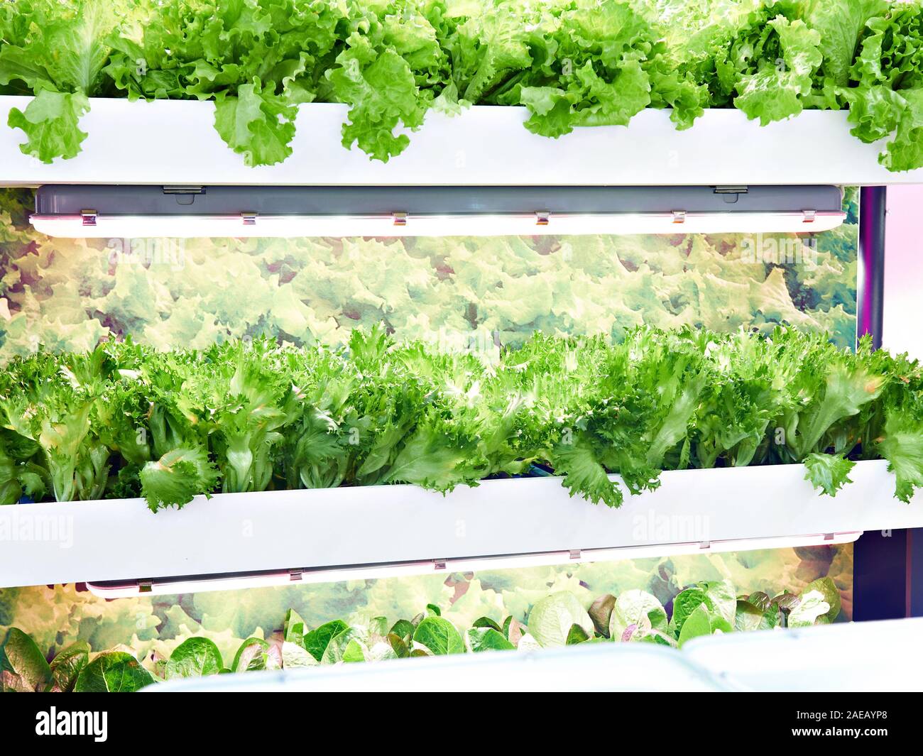 Growing lettuce with artificial light indoors Stock Photo