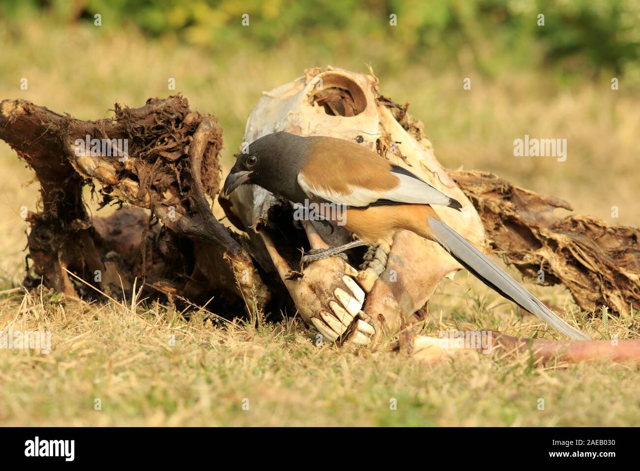 Rufous treepie feeding on a dead animal Stock Photo