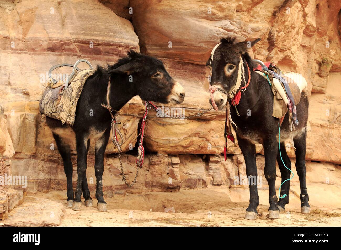 Donkeys in Petra Stock Photo