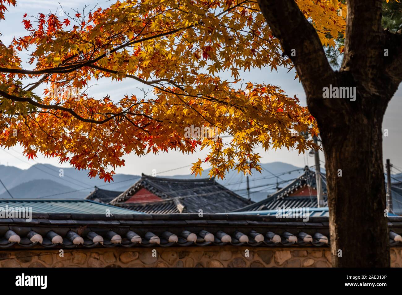 Autumn scene in Gyeongju, South Korea, maples tree leaves with traditional tile roof background Stock Photo