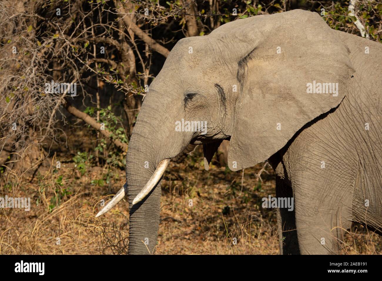 Profile view of elephant head with tusk Stock Photo