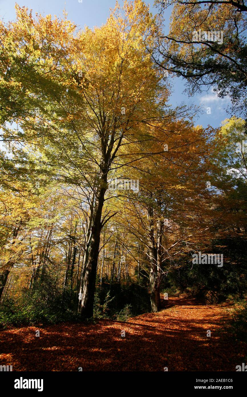 Grevolosa Beech wood. Barcelona. Catalonia. Spain Stock Photo