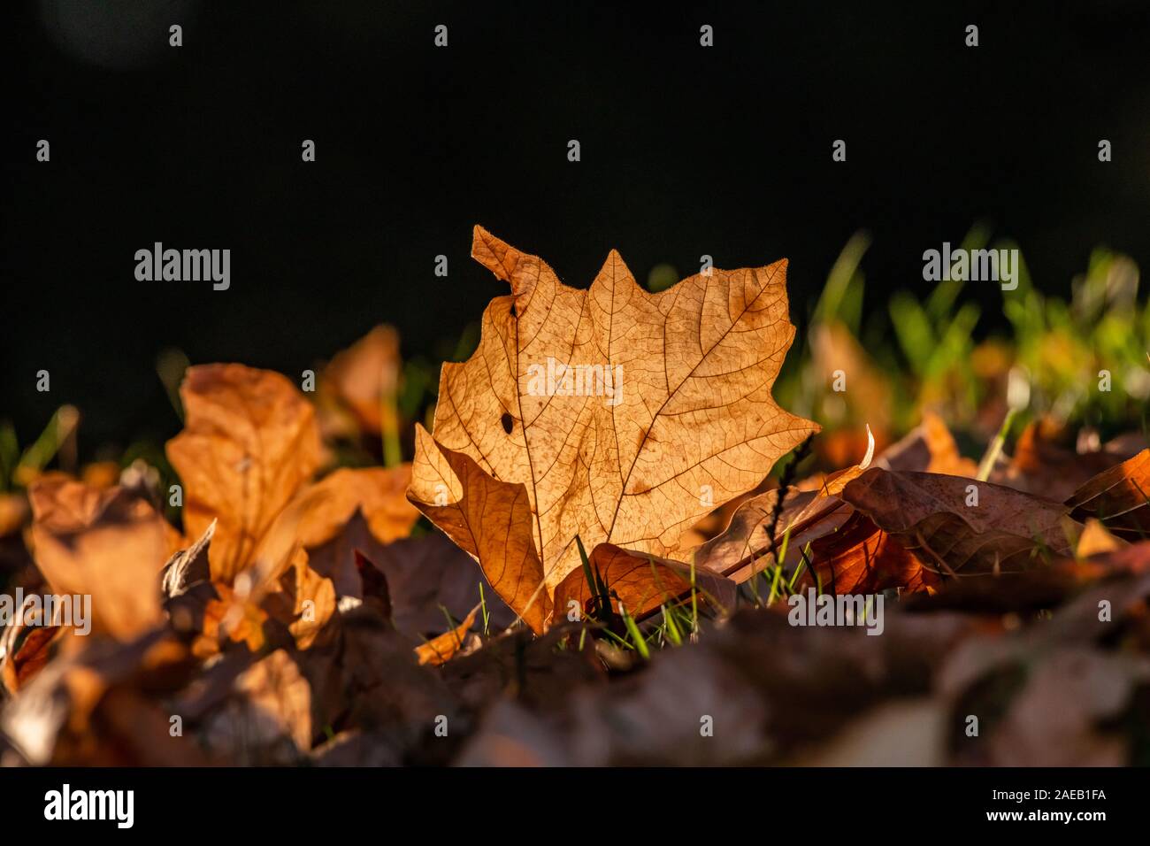 Autumn leaves fallen on the ground Stock Photo