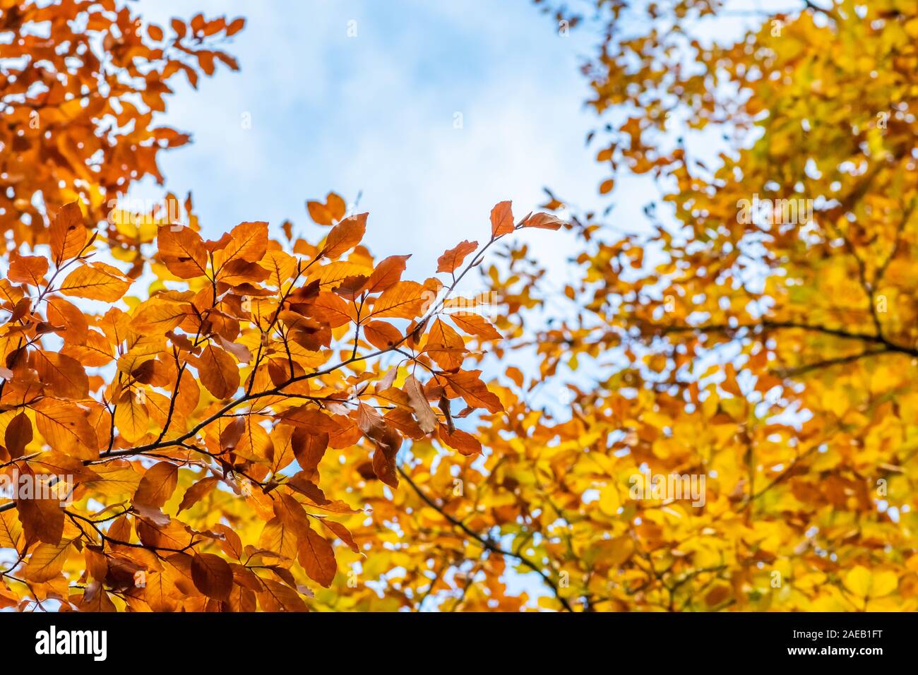 Colorful autumn leaves with sky background Stock Photo