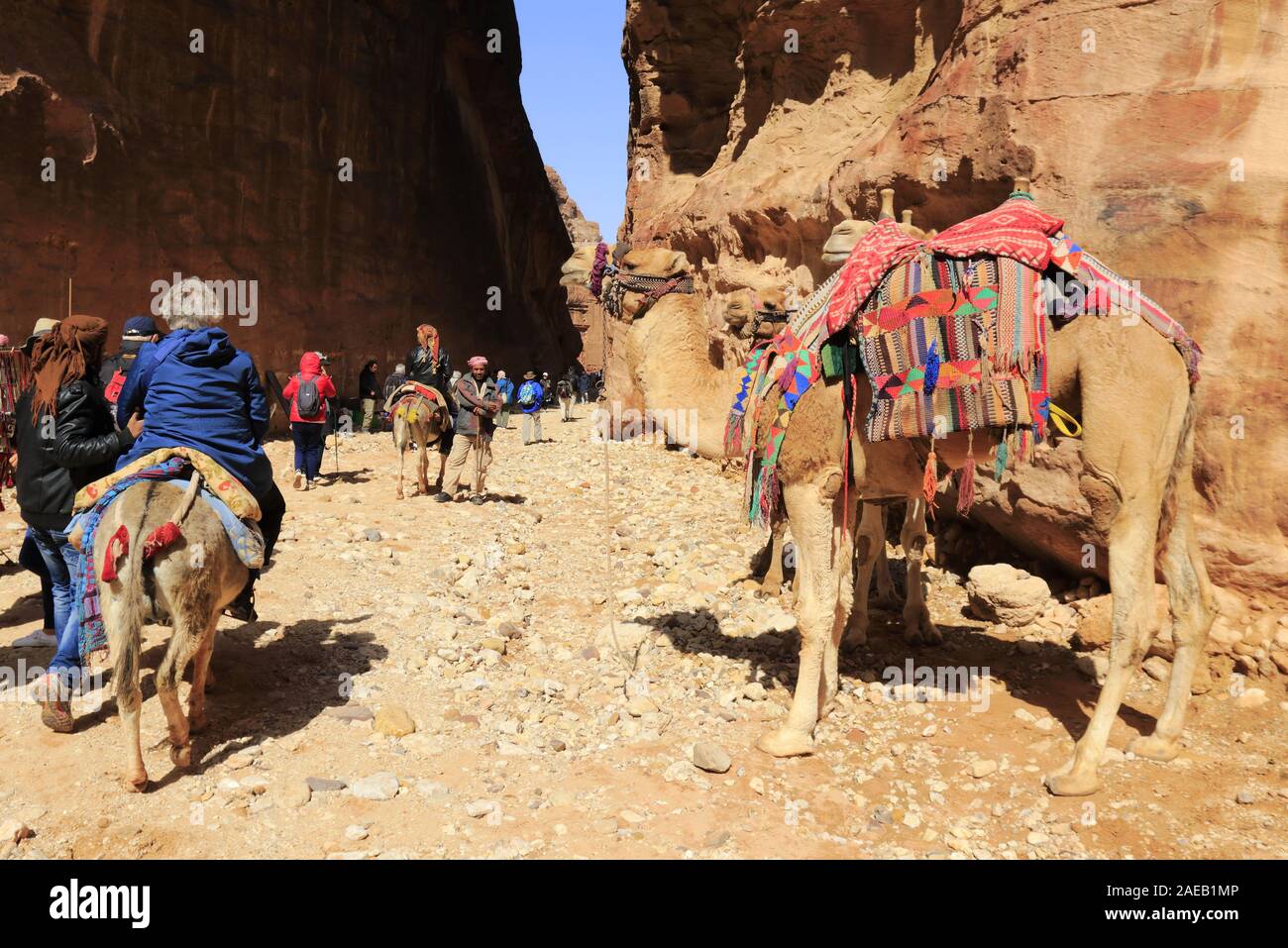 Dromadaires et âne transportant des touristes sur le site de Pétra en Jordanie Stock Photo