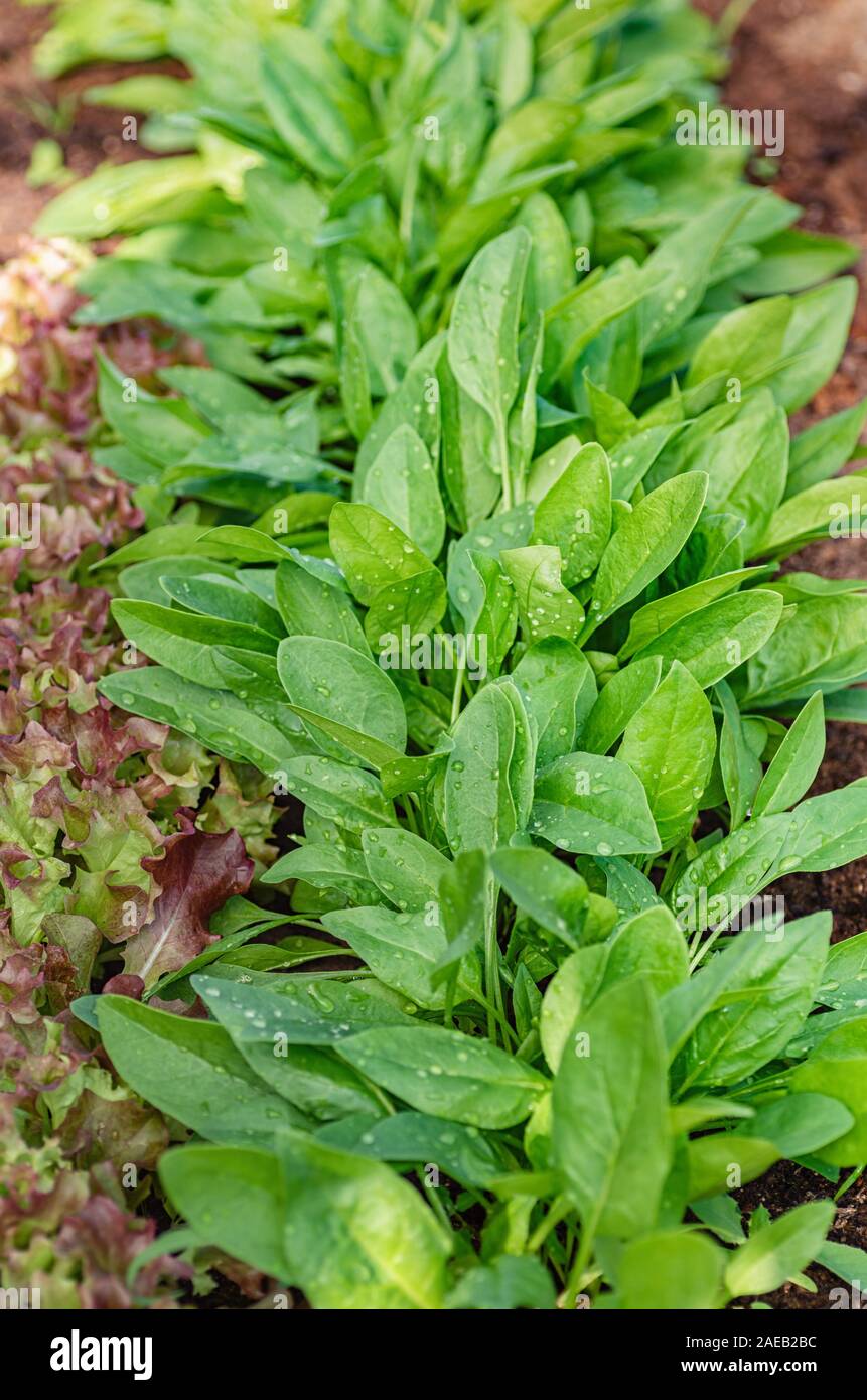 Green leaves of young spinach and lettuce grow in a greenhouse. Drops of water on the leaves on a bright sunny day. Selective focus. Organic farming. Stock Photo