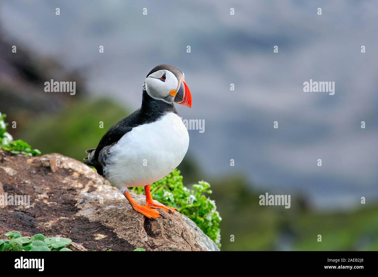 Atlantic puffin is standing on the edge of the cliff Stock Photo