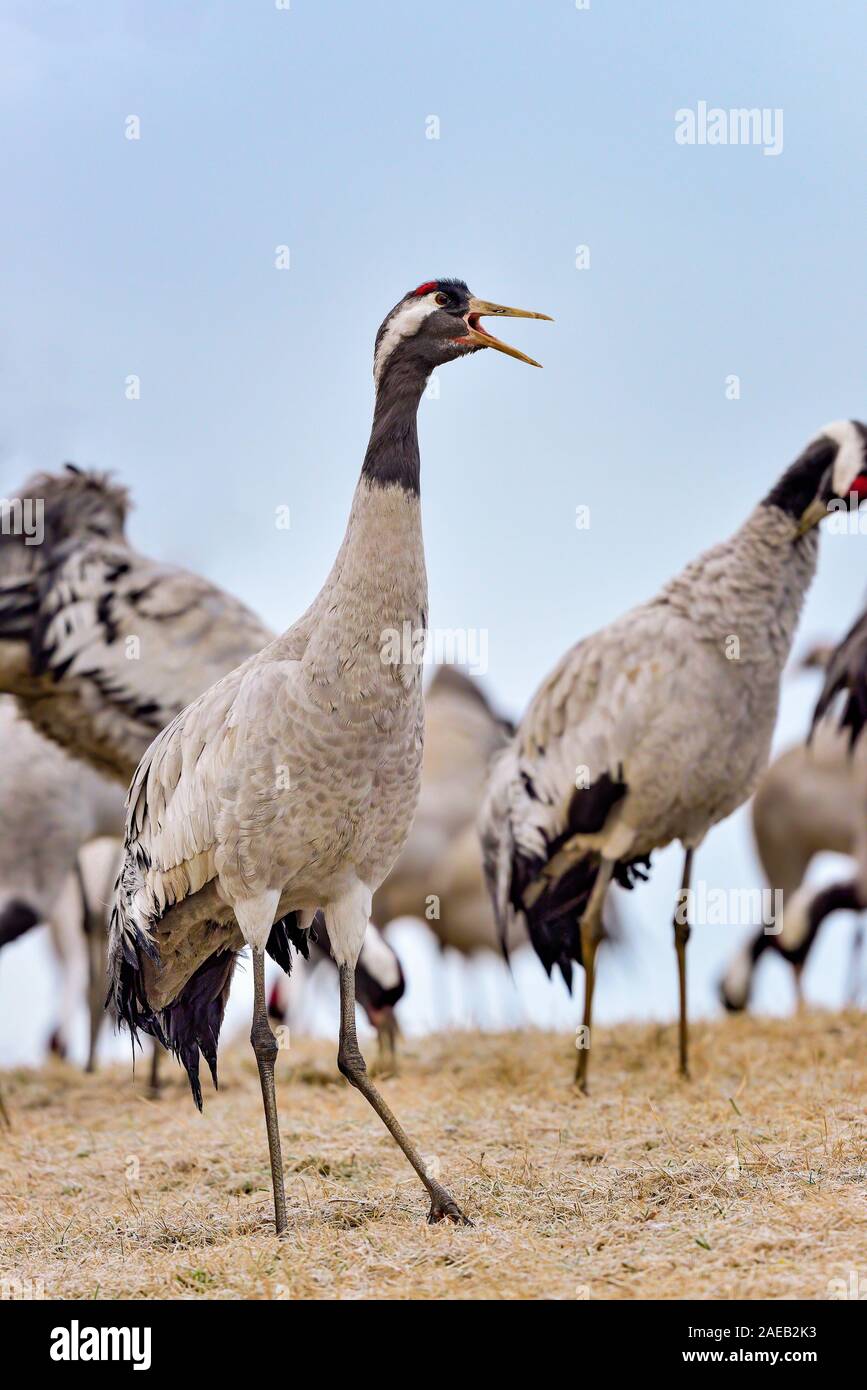 Eurasian crane is communicating to the rest of the group Stock Photo