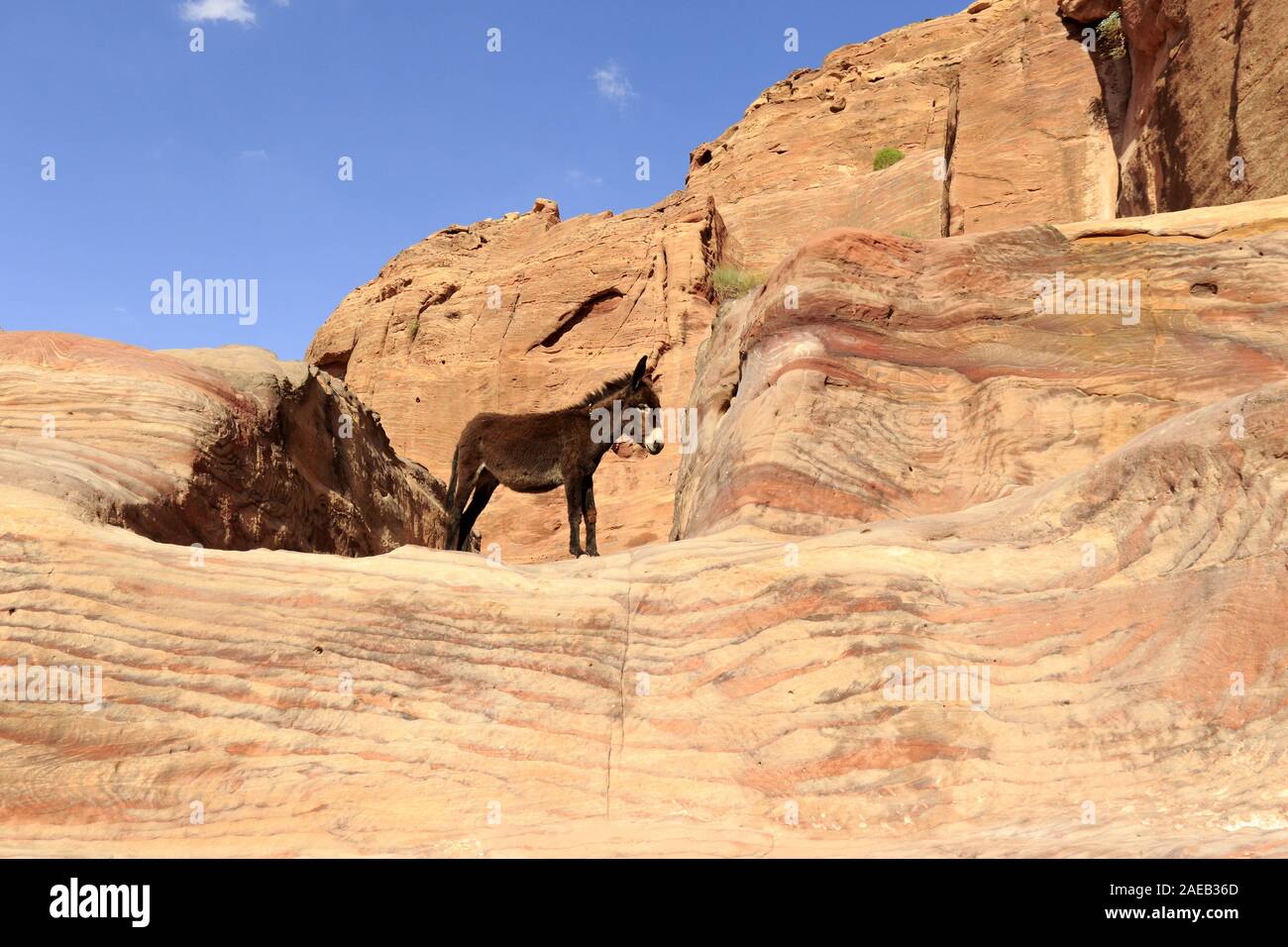 Donkey in the mountains of petra Stock Photo