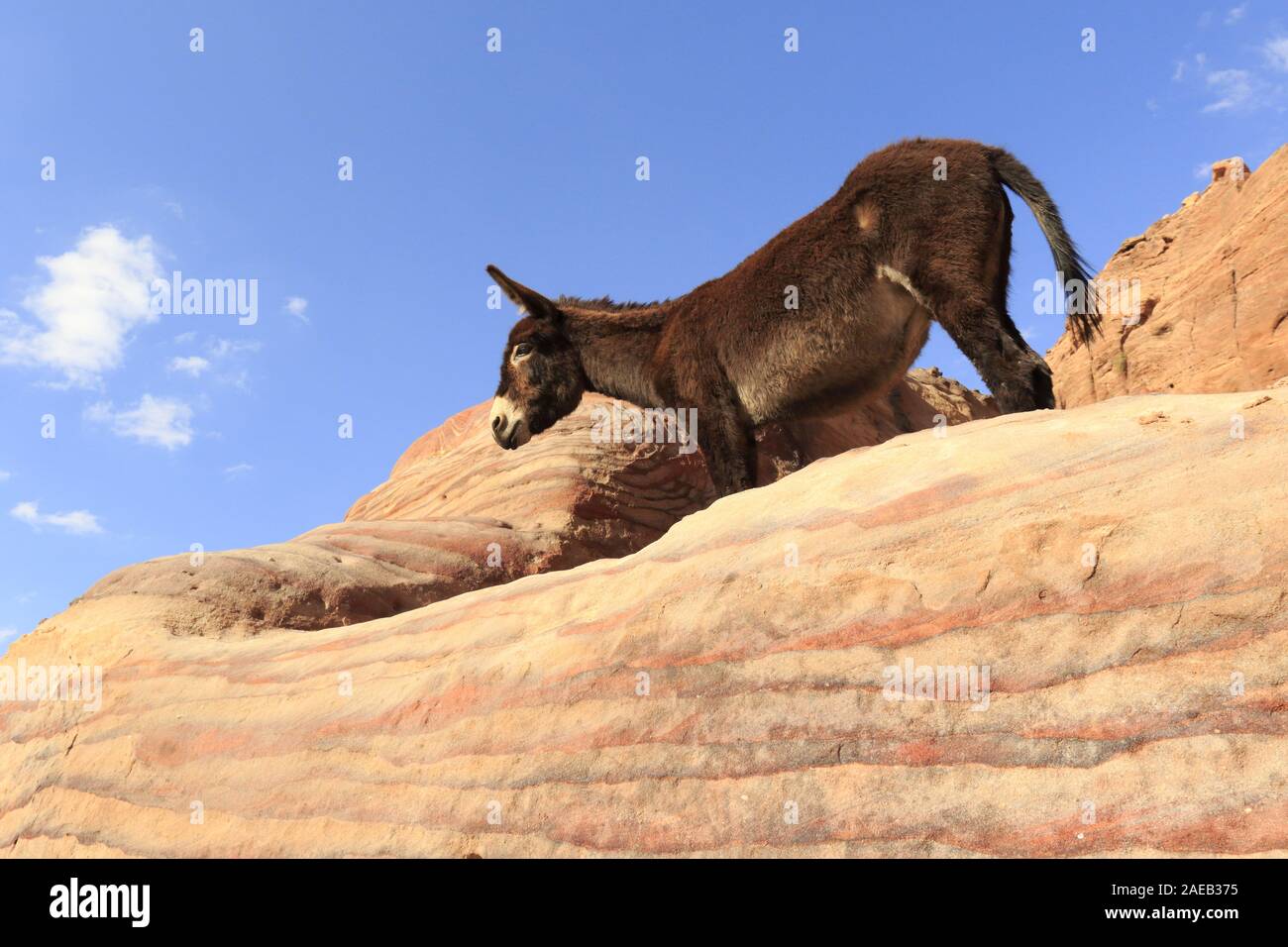 Donkey in the mountains of petra Stock Photo