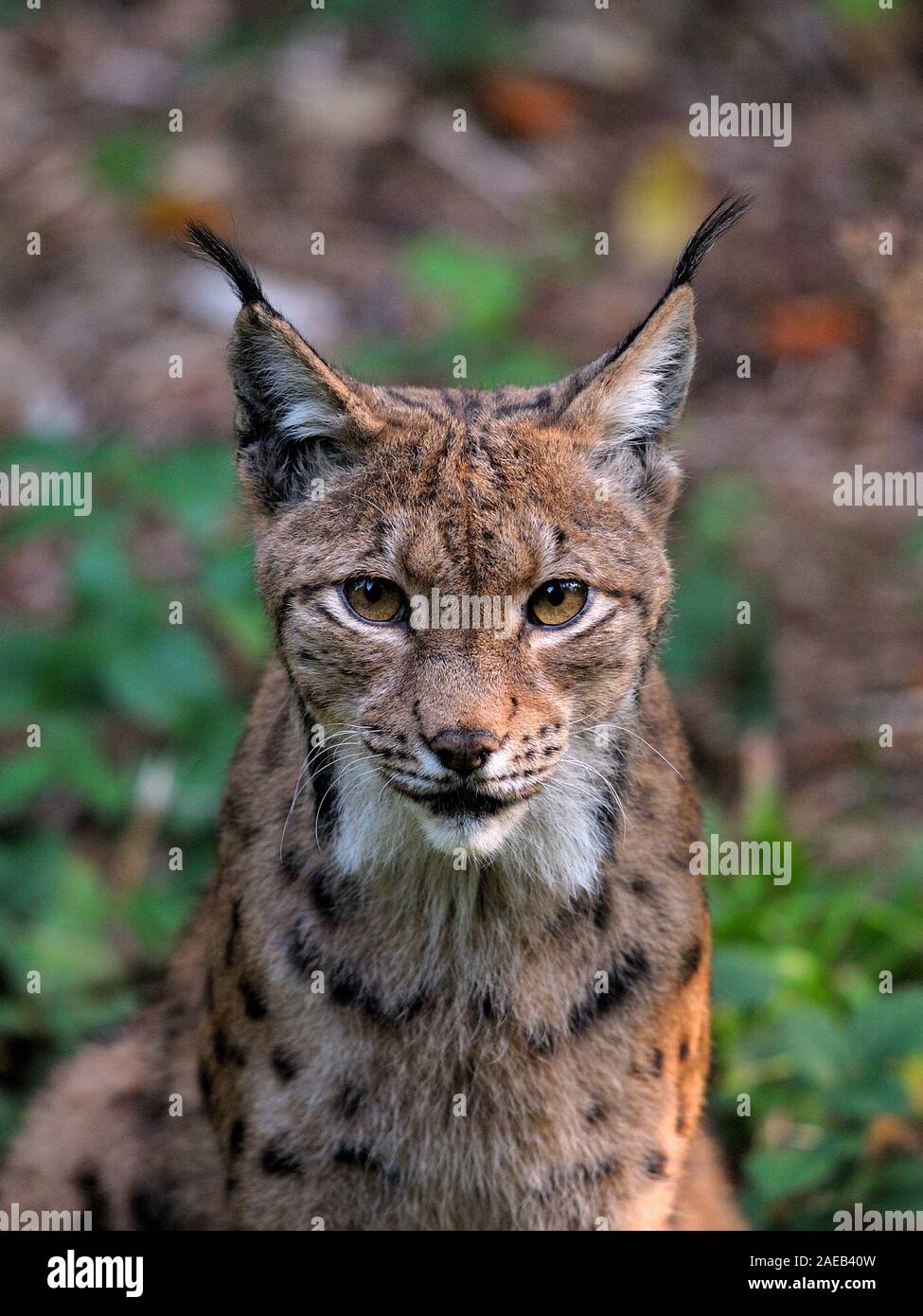 Luchs High Resolution Stock Photography And Images Alamy