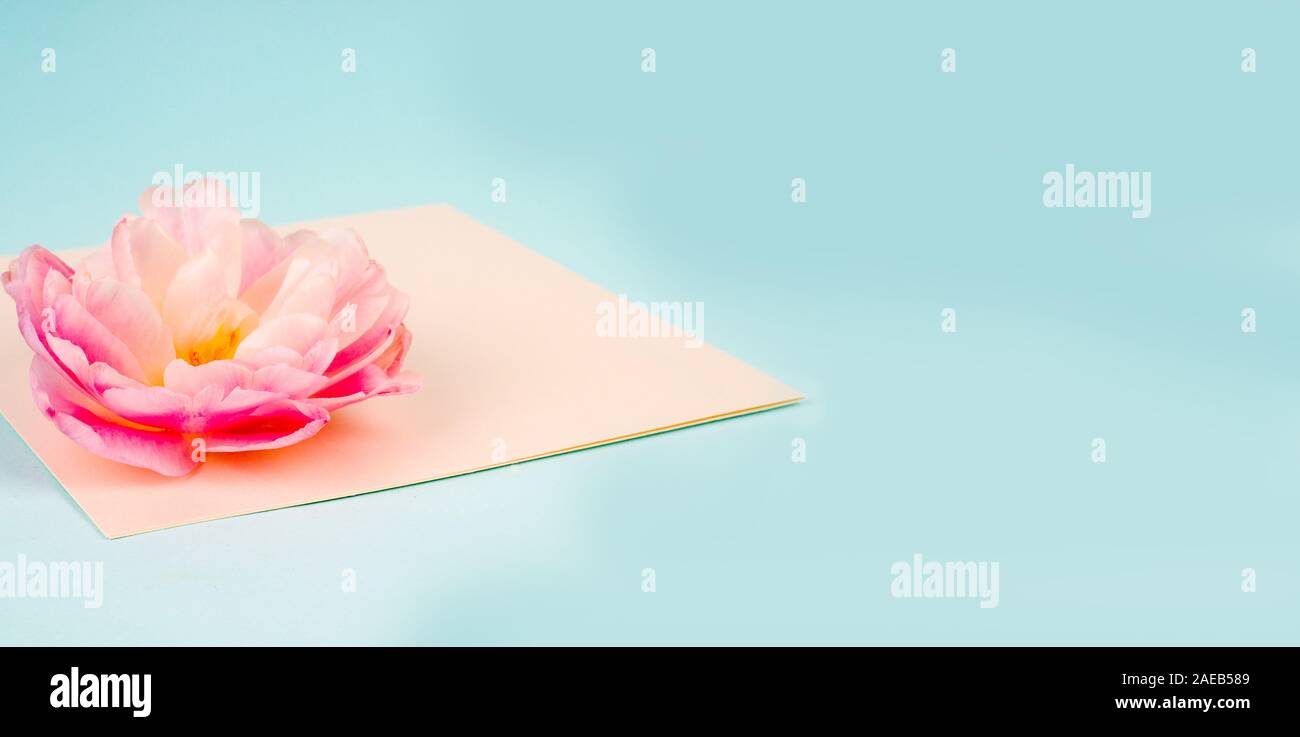 tulips on a blue textural background with a letter envelope. Flat lay, copy space, top view. Flowers composition Stock Photo