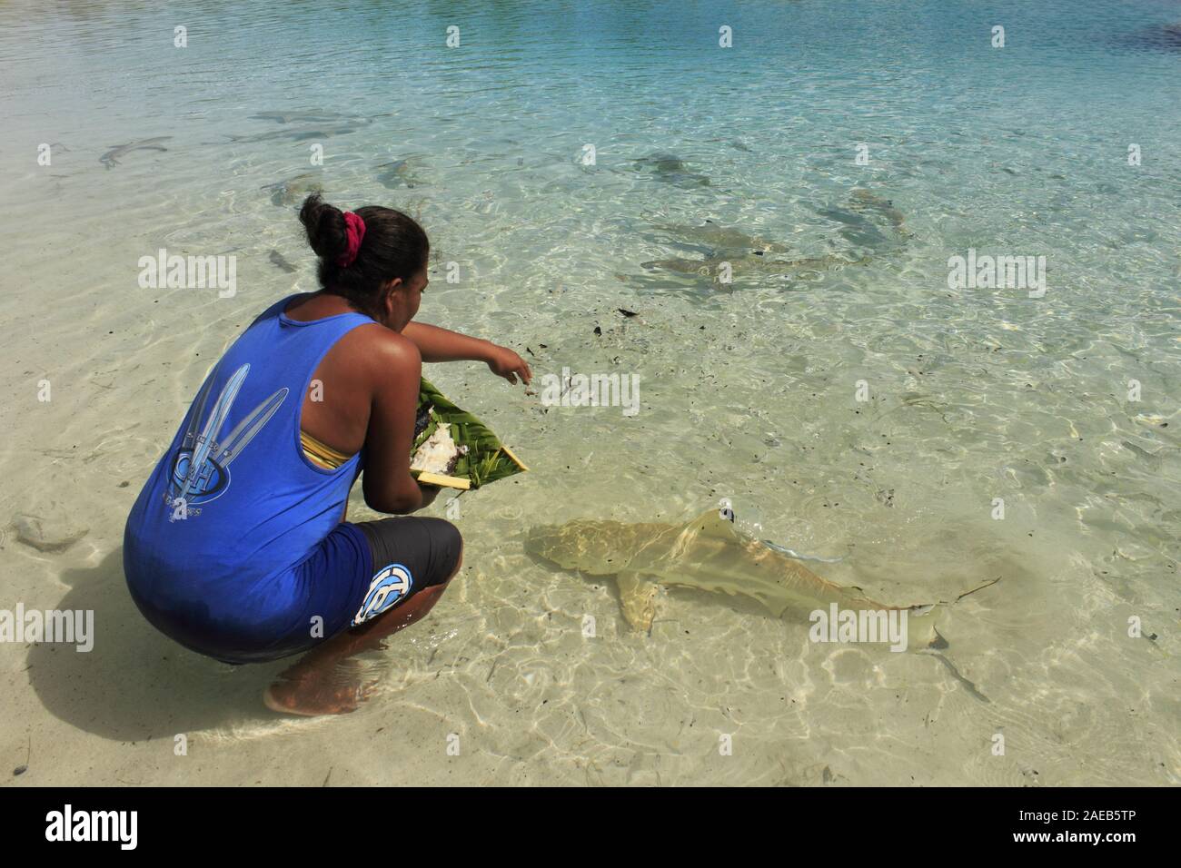 Woman feeding a blacktip reef shark Stock Photo