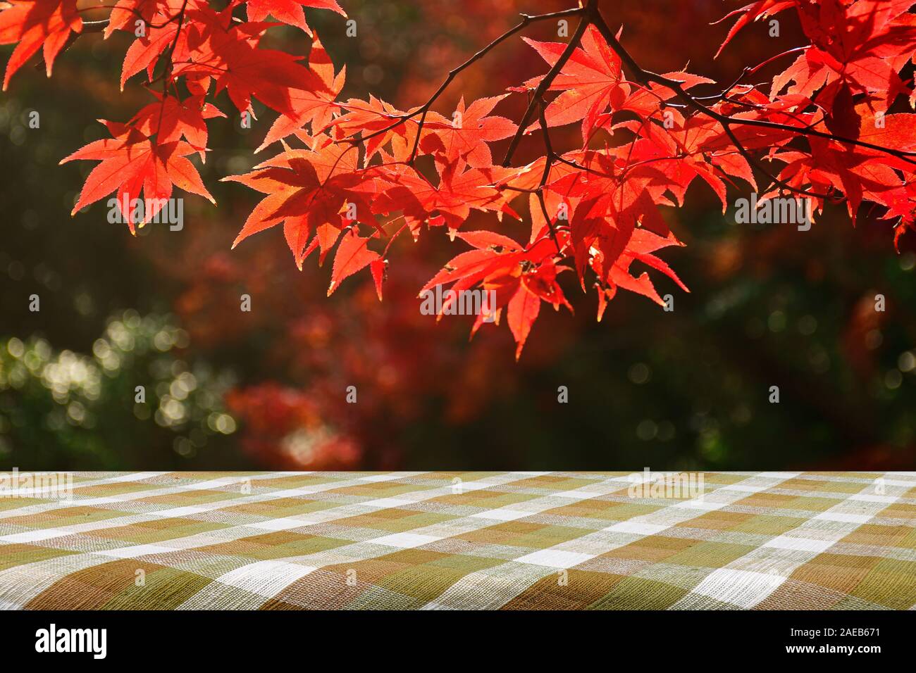 Picnic table and maple Tree Garden in Autumn. Fully red Maple leaves in Autumn. Autumn background with warm autumn sun light. Stock Photo