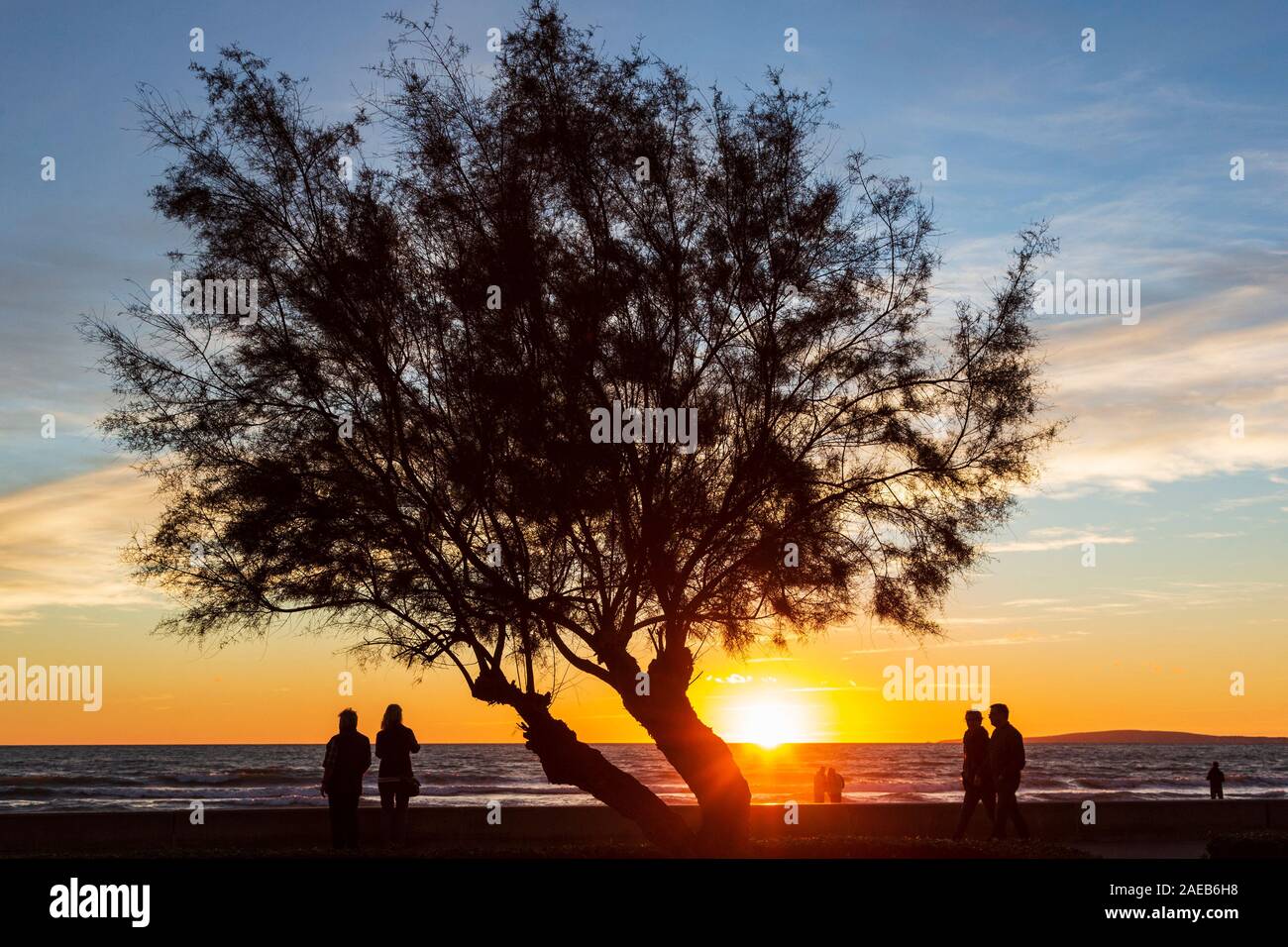 Silhouetted tree on the beach of Playa de Palma, Platja de Palma, Mallorca, Majorca, Balearic Islands, Balearics, Spain, Europe Stock Photo