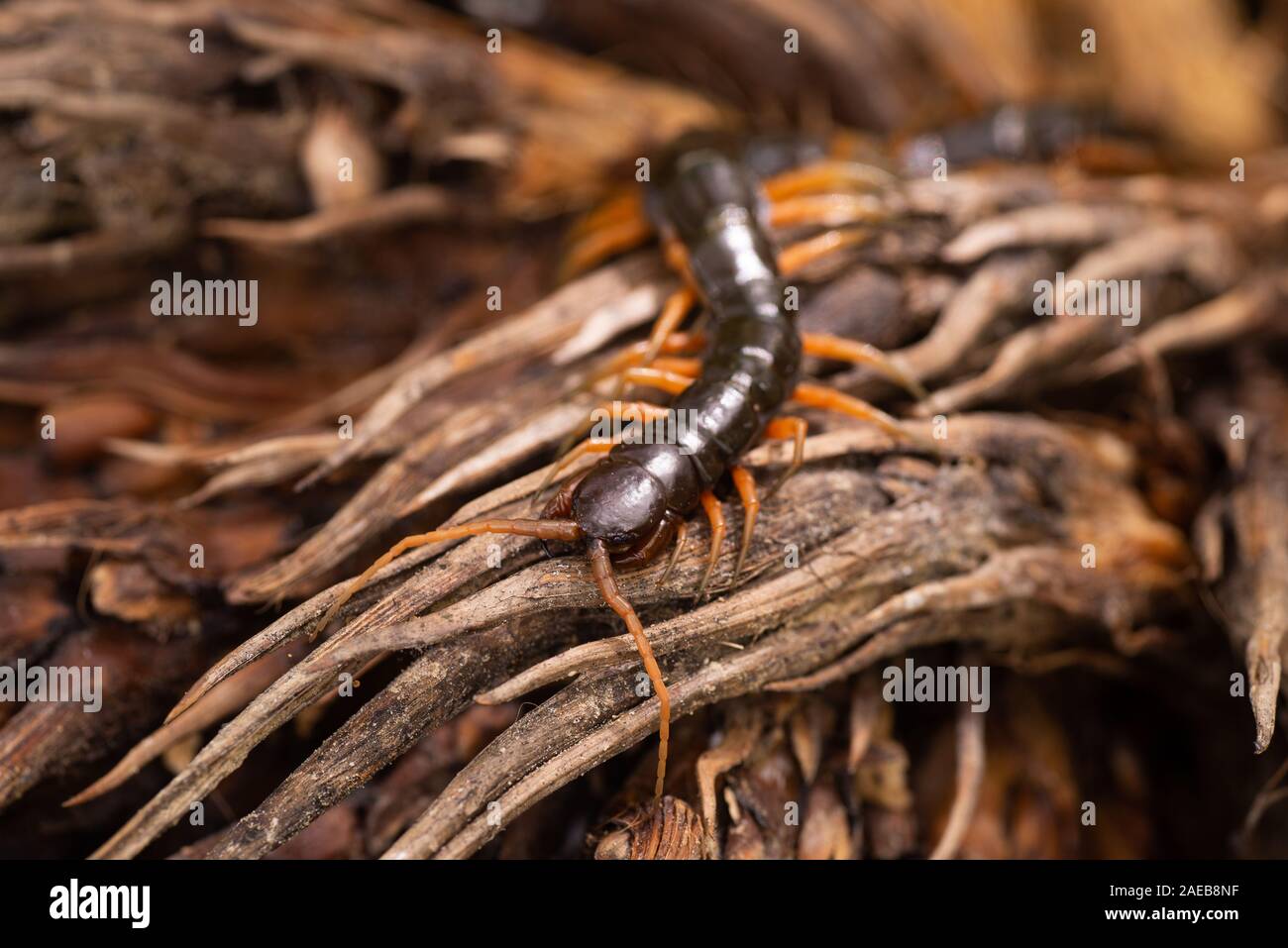 North Borneo centipede rainforest rain forest wildlife chilopoda giftig gifttier Stock Photo