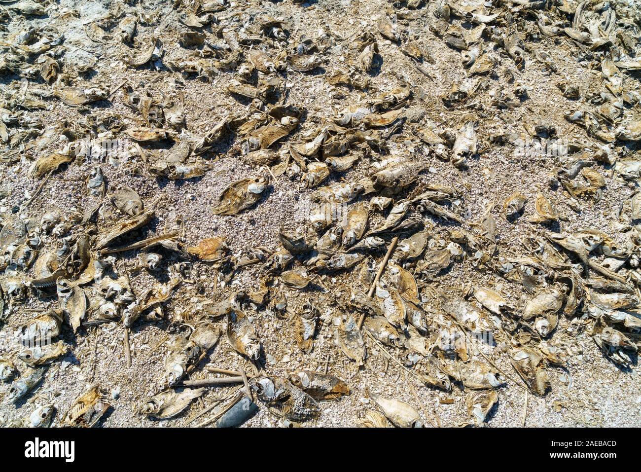 Dead fish drought lake global warming Stock Photo