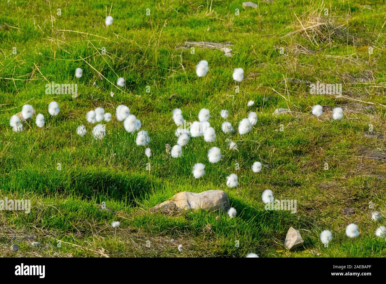 Arctic cotton grass Spitzbergen, Svalbard, Norway Stock Photo