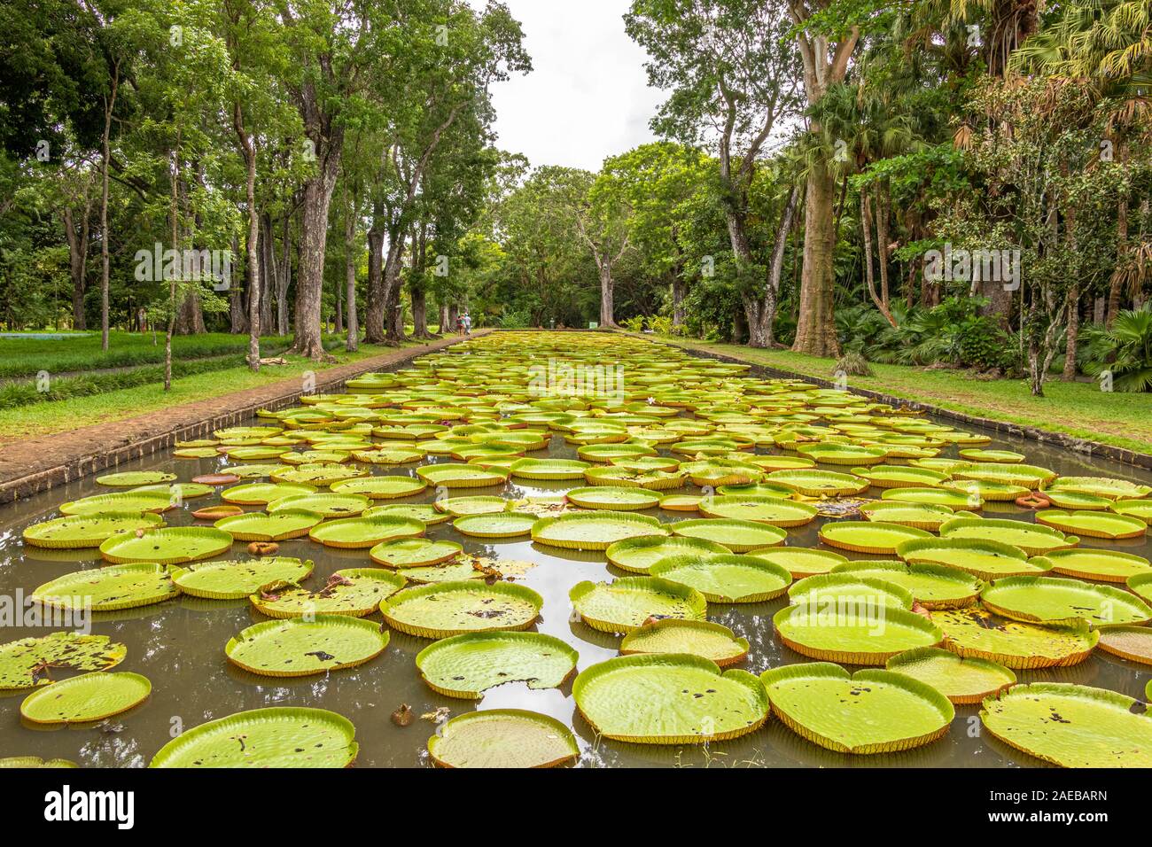 Majestic pond with giant water lilies in the botanical garden of Pampelmousses, Mauritius. Stock Photo