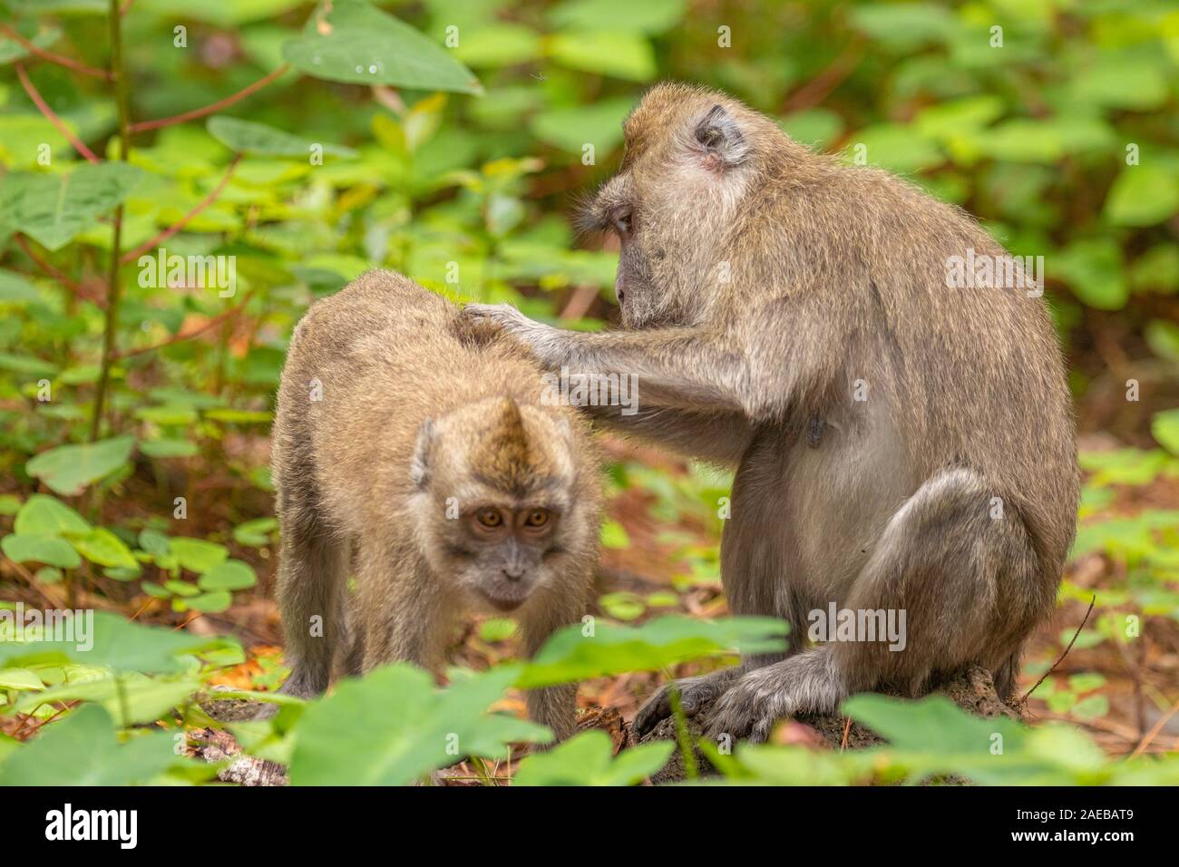 Macaque ( macaca fascicularis) checking for fleas and ticks, Mauritius. Stock Photo