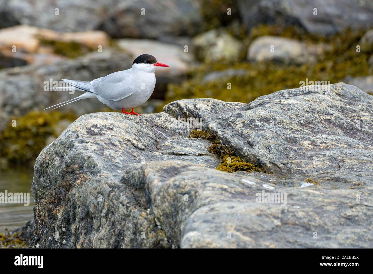 Arctic tern (Sterna paradisaea) on a rock This bird has the longest migration of any known animal, migrating from the Arctic, to Antarctic waters and Stock Photo