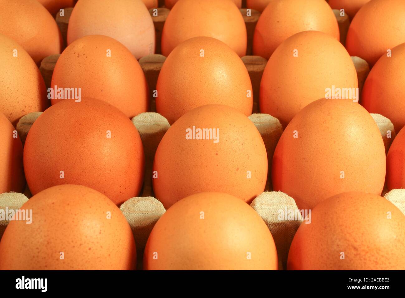 Chicken eggs in a  cassette close-up Stock Photo