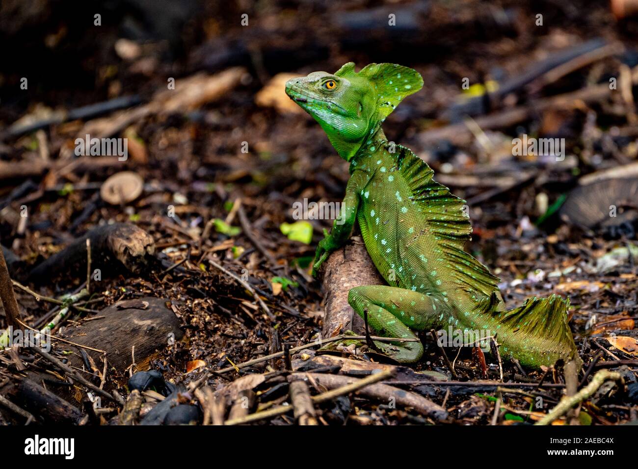 Male Plumed basilisk (Basiliscus plumifrons) camouflaged amongst foliage. This lizard is found in the tropical forests of Central America. It is famed Stock Photo