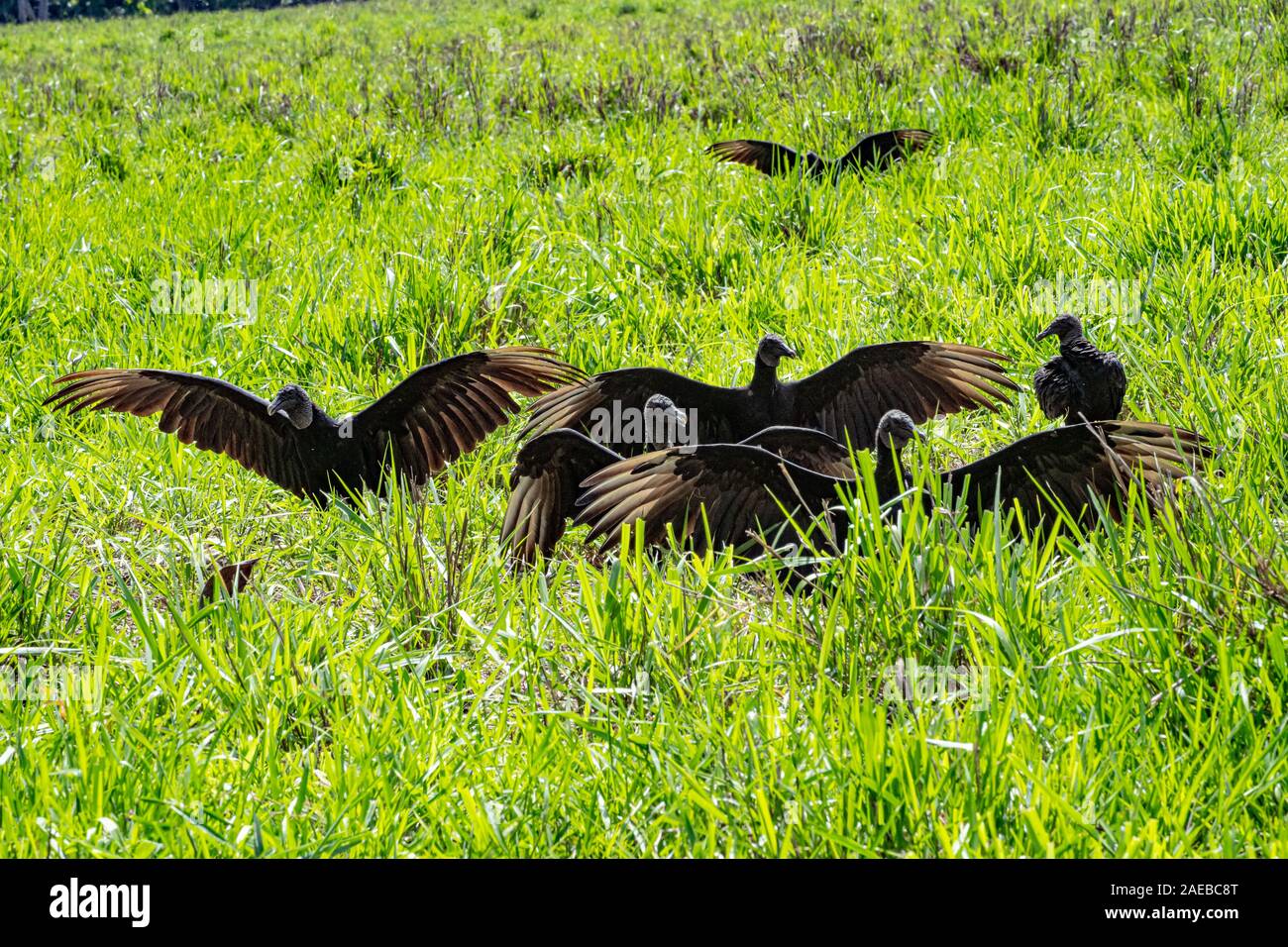 Black vulture (Coragyps atratus). near a carcass on the ground. These birds of prey range from the southeastern USA to Central Chile and Uruguay in So Stock Photo