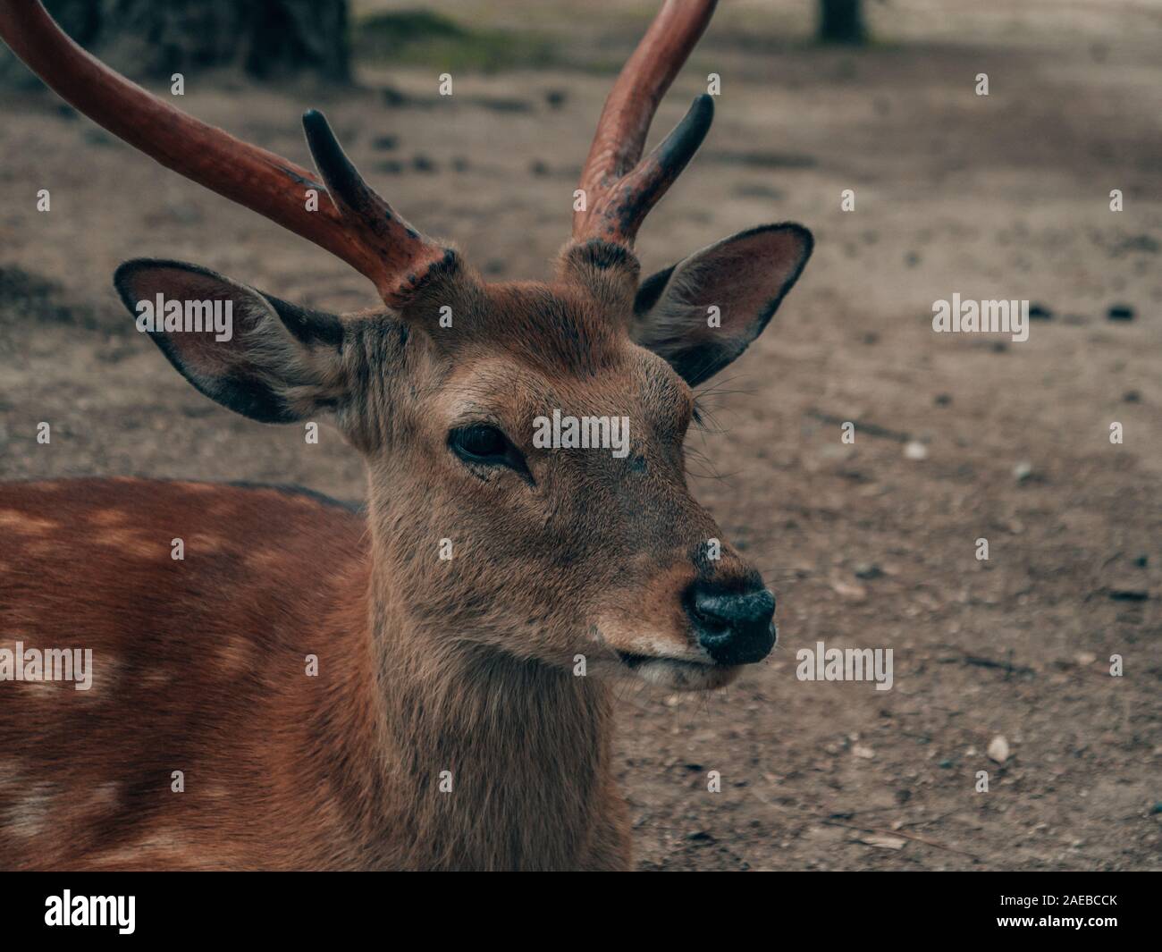 a kyoto deer in nara park Stock Photo