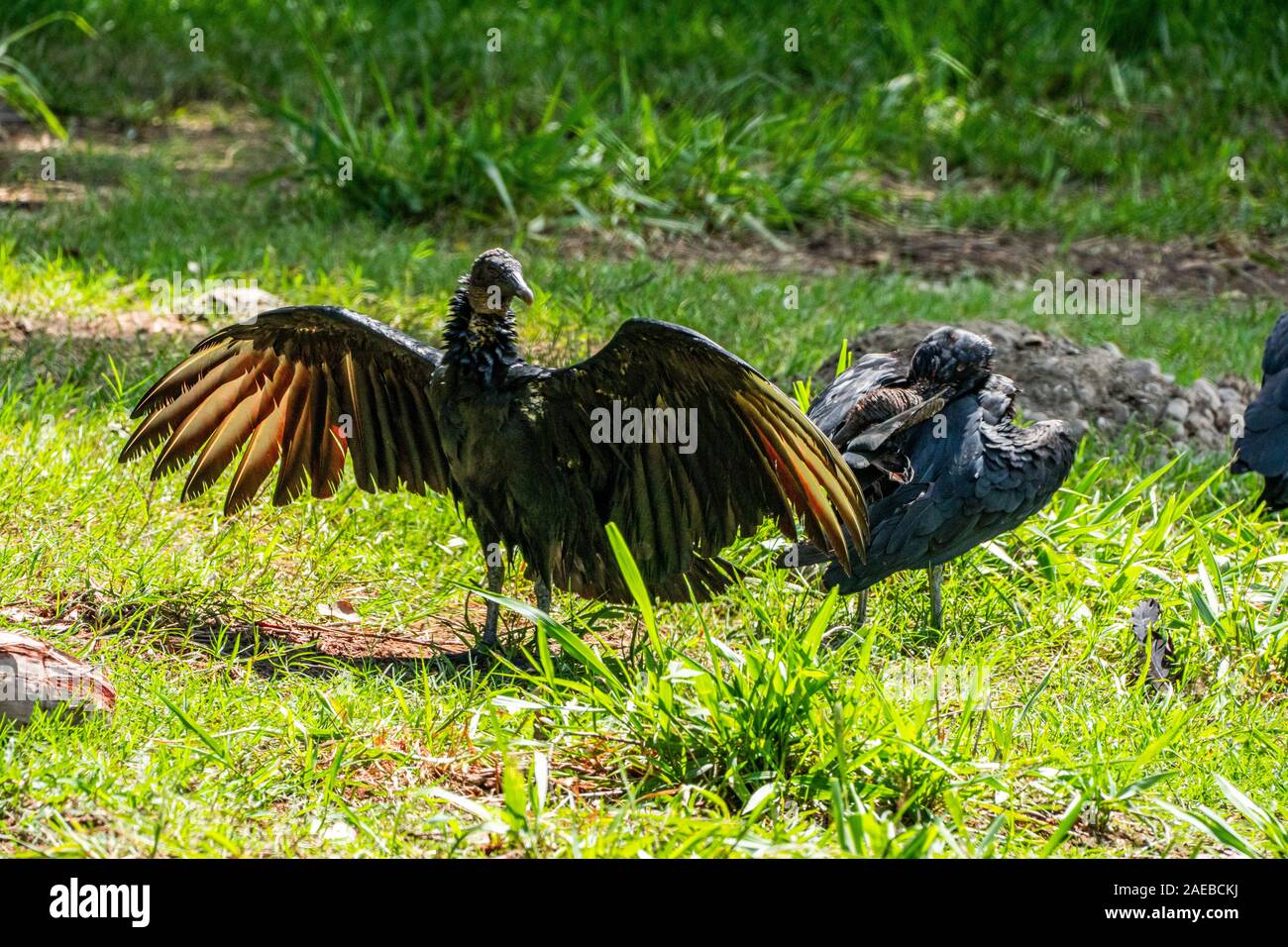 Black vulture (Coragyps atratus). near a carcass on the ground. These birds of prey range from the southeastern USA to Central Chile and Uruguay in So Stock Photo