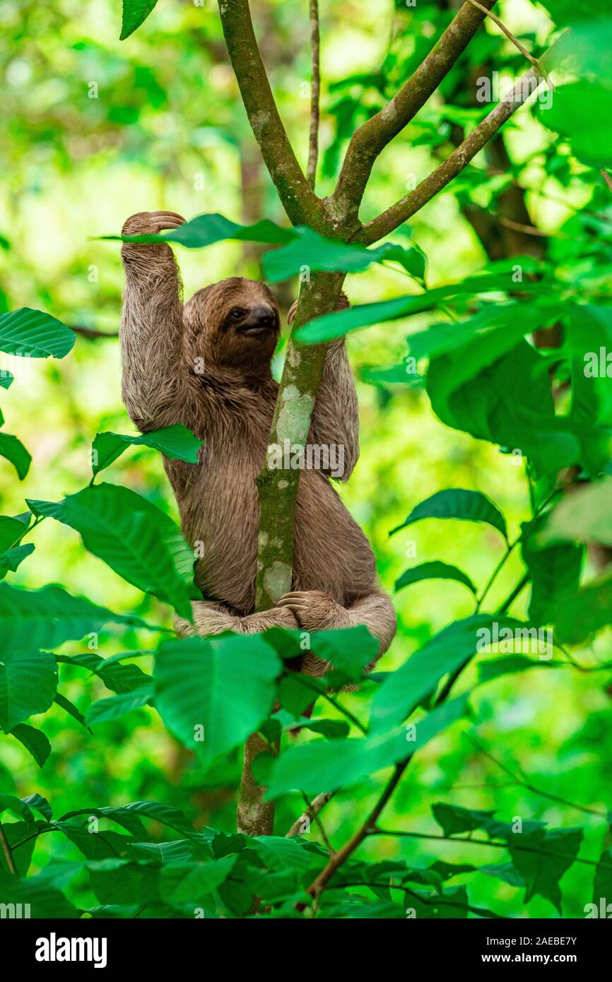 Brown-throated Three-toed Sloth (Bradypus variegatus), at the Manuel Antonio National Park, (Parque Nacional Manuel Antonio), Costa Rica Stock Photo