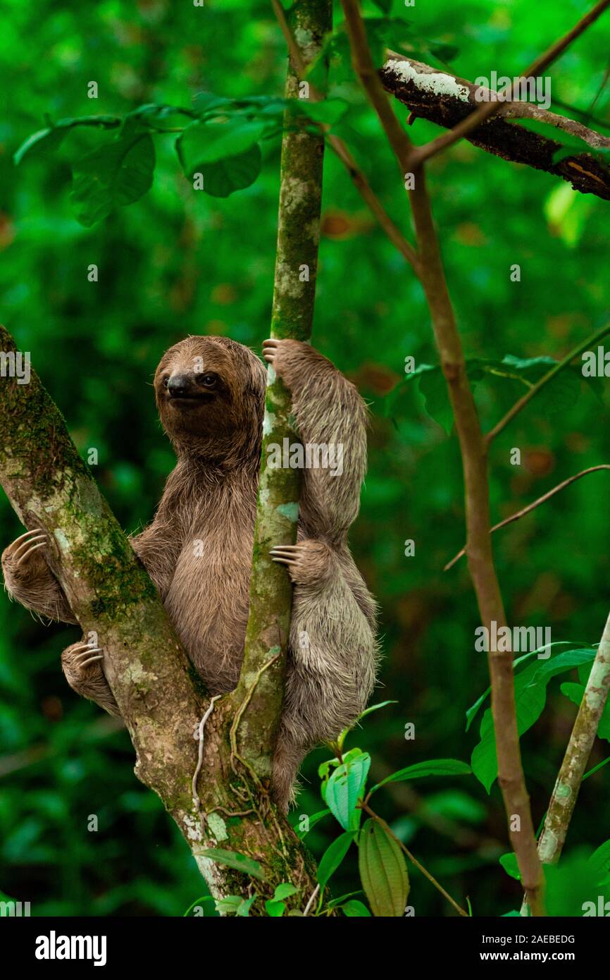 Brown-throated Three-toed Sloth (Bradypus variegatus), at the Manuel Antonio National Park, (Parque Nacional Manuel Antonio), Costa Rica Stock Photo