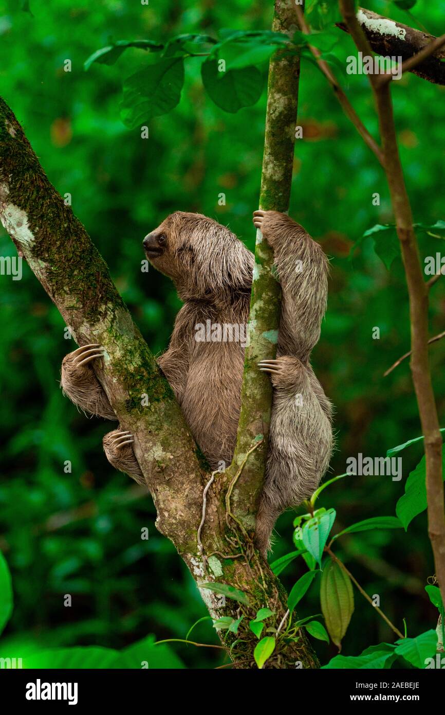 Brown-throated Three-toed Sloth (Bradypus variegatus), at the Manuel Antonio National Park, (Parque Nacional Manuel Antonio), Costa Rica Stock Photo