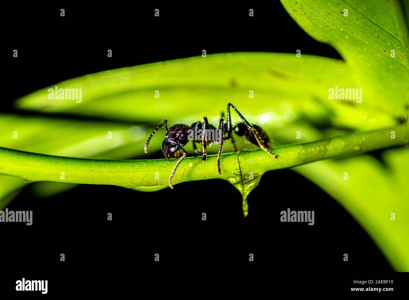 Bullet ant or Conga ant (Paraponera clavata). The sting is one of the most painful of any stinging insect. Some victims compared the pain to that of b Stock Photo