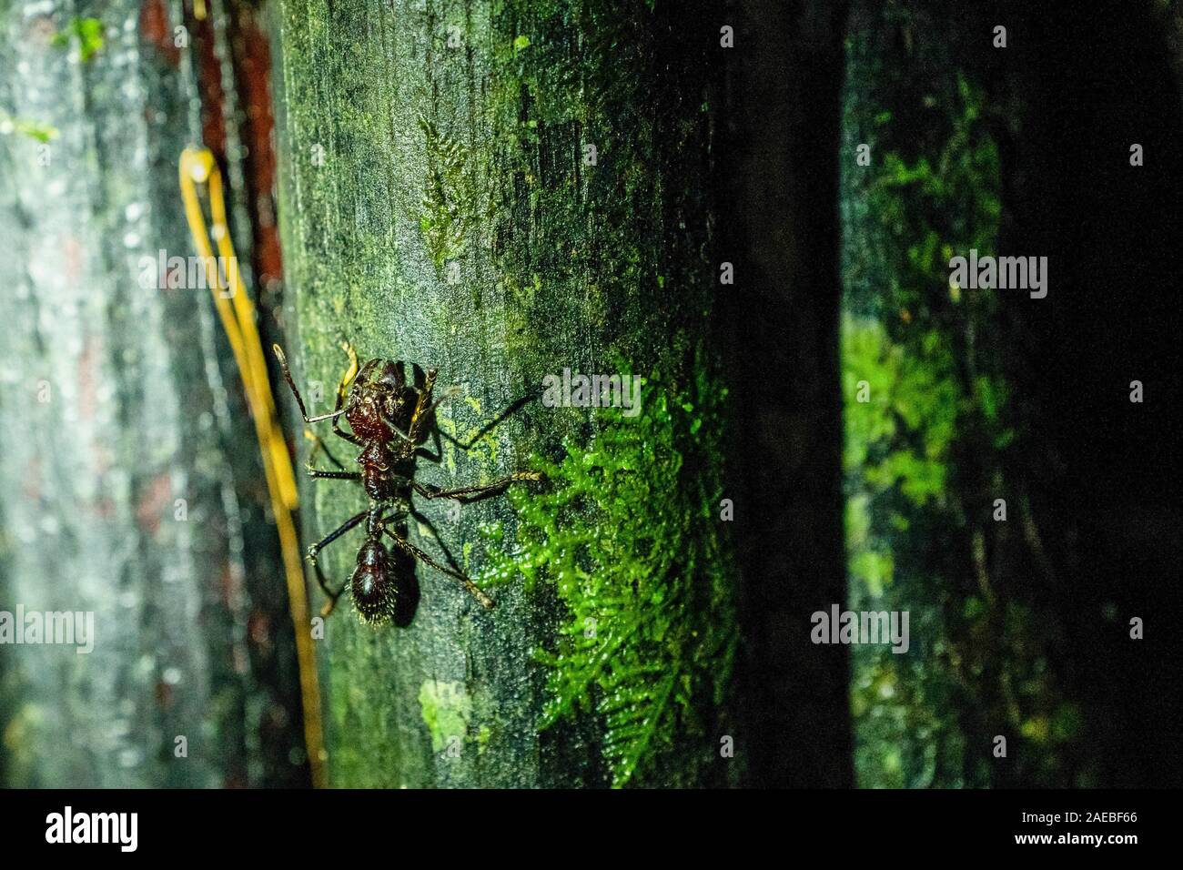 Bullet ant or Conga ant (Paraponera clavata). The sting is one of the most painful of any stinging insect. Some victims compared the pain to that of b Stock Photo