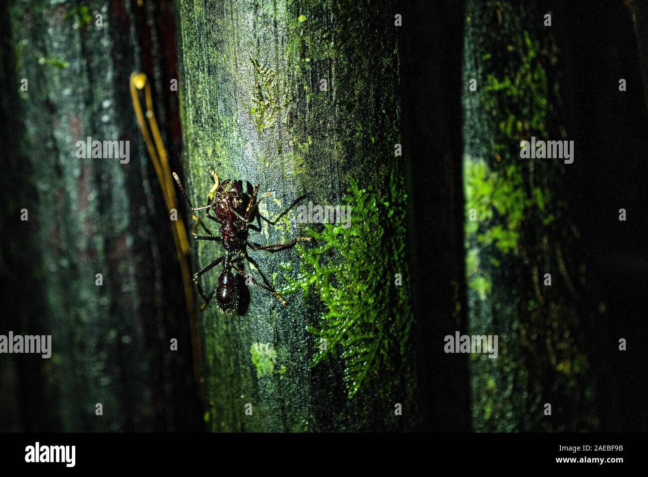 Bullet ant or Conga ant (Paraponera clavata). The sting is one of the most painful of any stinging insect. Some victims compared the pain to that of b Stock Photo