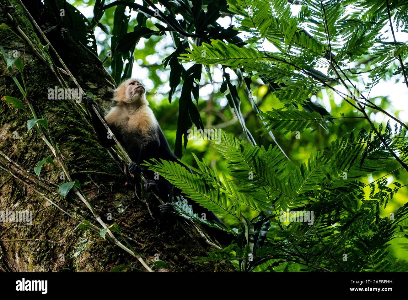 The Colombian white-faced capuchin (Cebus capucinus), also known as the Colombian white-headed capuchin or Colombian white-throated capuchin, is a med Stock Photo