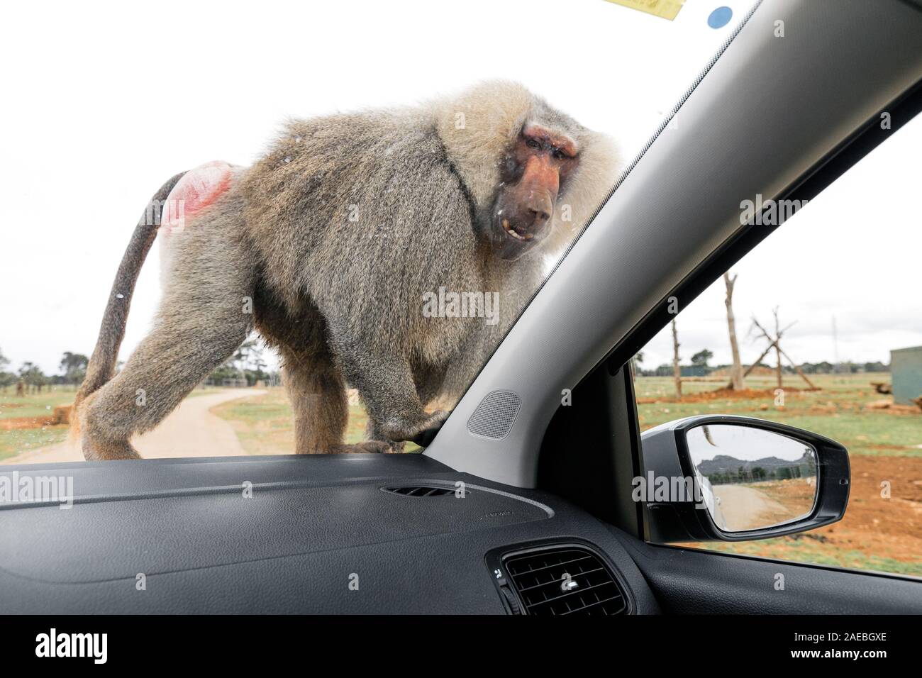 Male Drill Baboon Animals Baboon Animals Wild