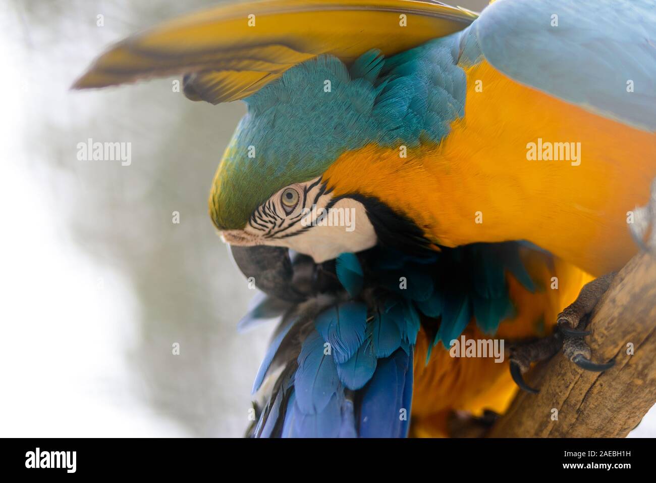 Macaw parrot portrait in Mallorca safari zoo, Spain Stock Photo