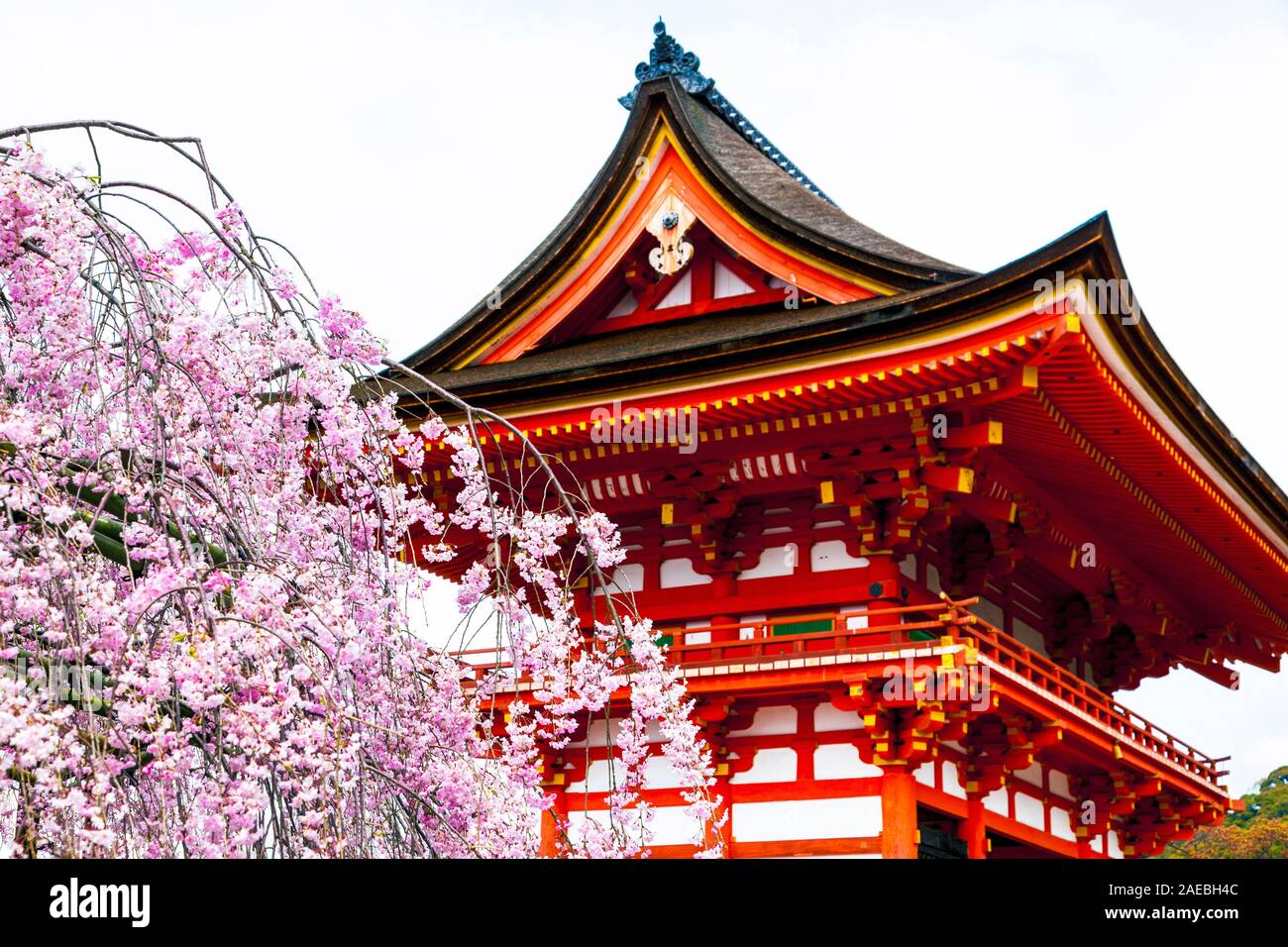 Kiyomizudera temple and cherry blossom tree, Kyoto, Japan Stock Photo