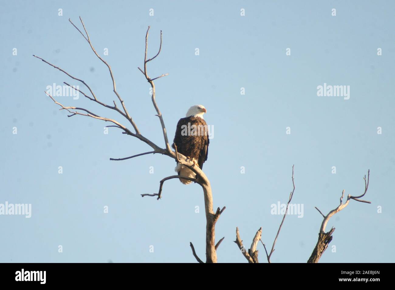 American Bald Eagle in Iowa Stock Photo Alamy