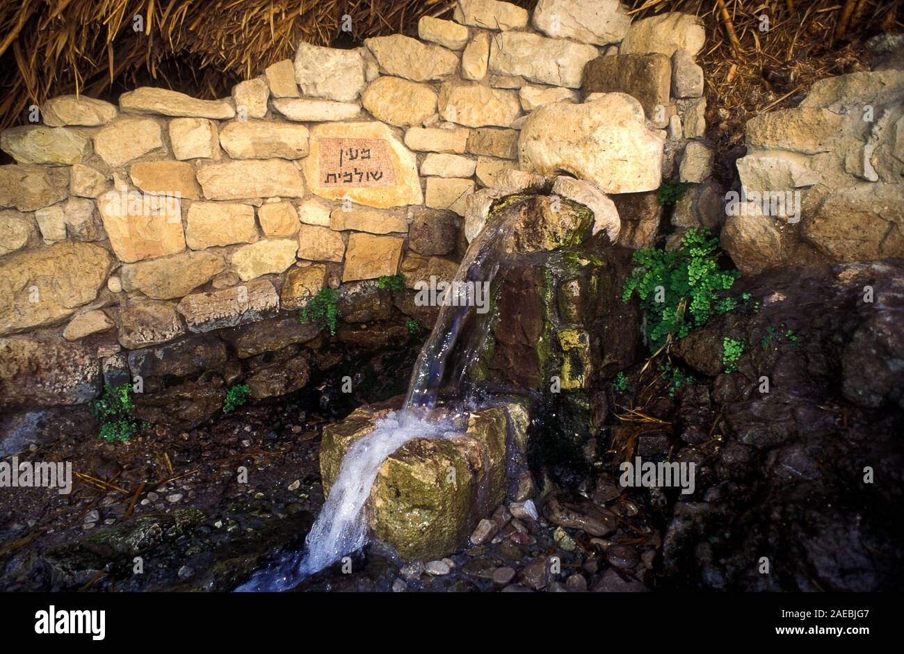 Ein Gedi sweet water springs, in the Judean desert, Israel, Shulamit Spring in Wadi David nature reserve Stock Photo